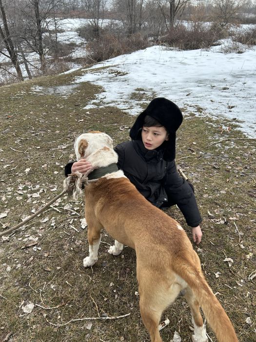 Питбул сатылады.