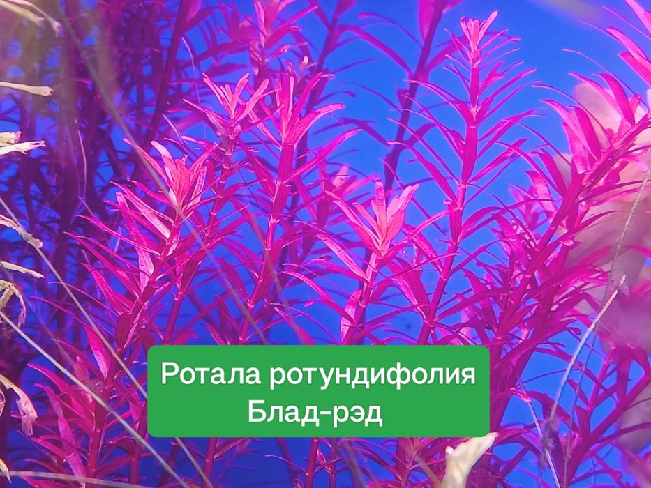 Редкие аквариумные растения
