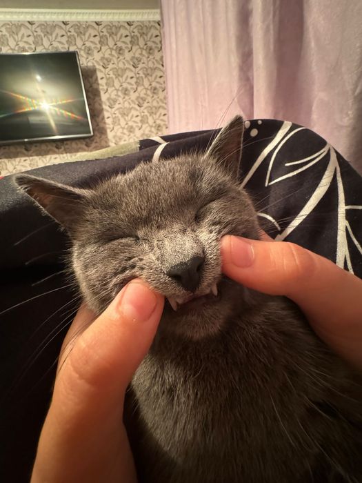 Пропала кошка,обратите внимание!