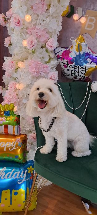 Salon frizerie canina DogMery Pet