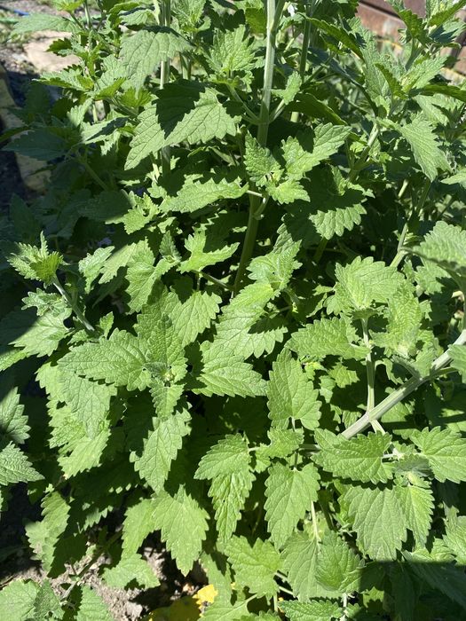 Мята с бесплатной доставкой