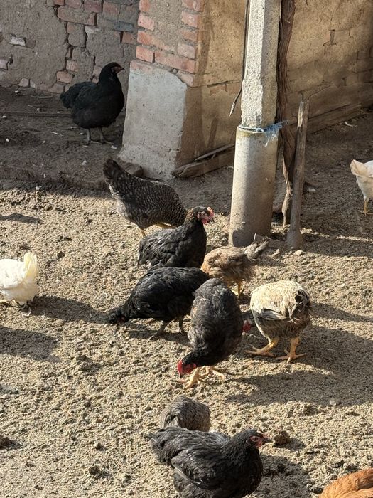 Млади петлета за месо