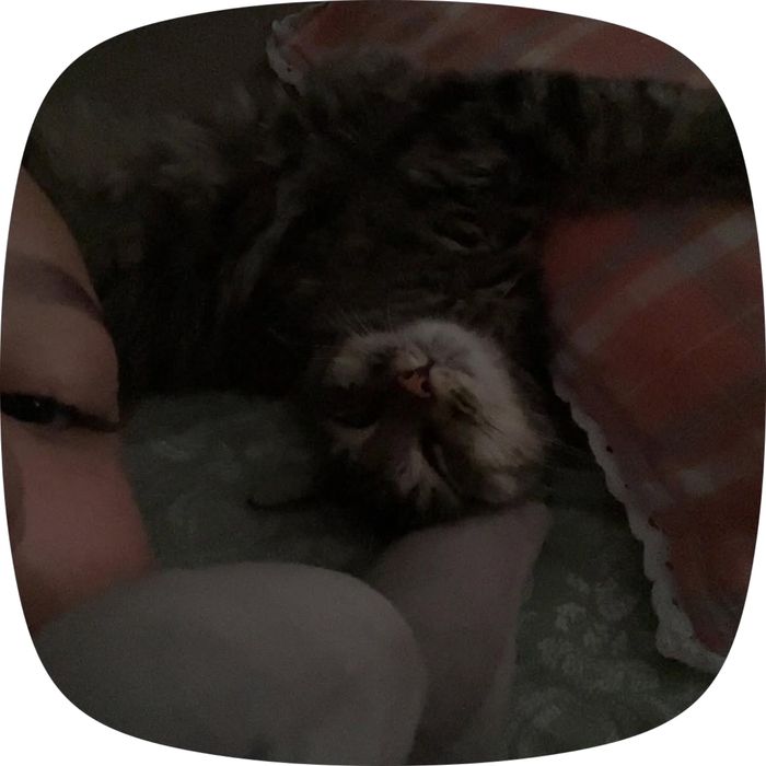 Продам британских котят