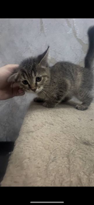 отдам даром в добрые руки