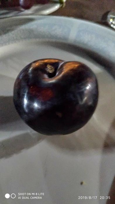 QOROLI kuchatlari eng yangi sortlar sortiga qonuniy kafolat beriladi