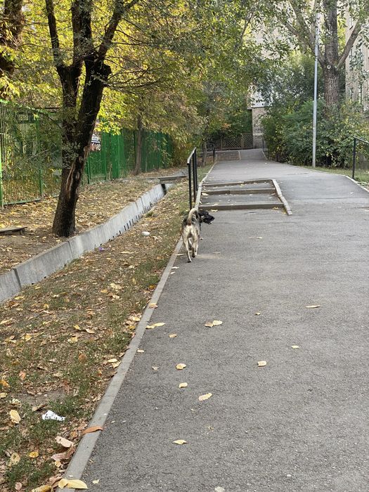 Нашли собаку, мальчик