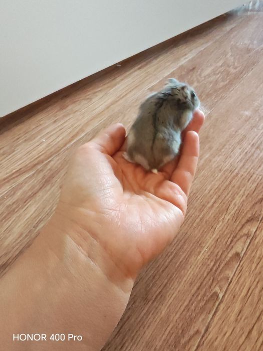 Джунгарский хомяк,