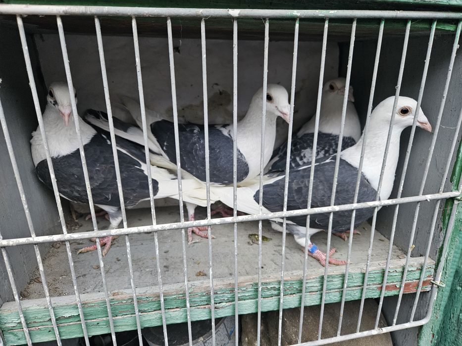 Vand porumbei voiajori capaciti pe negru vanat si tigrat