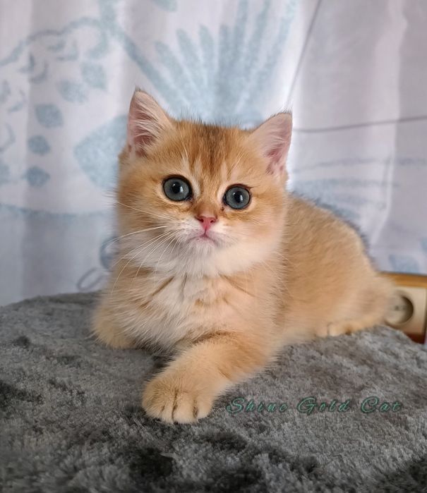 British shorthair gold fetiță