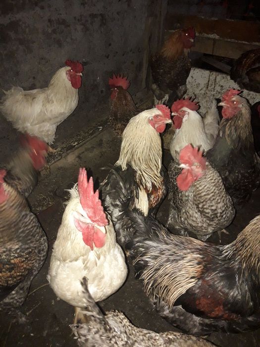 Продам петух домашние