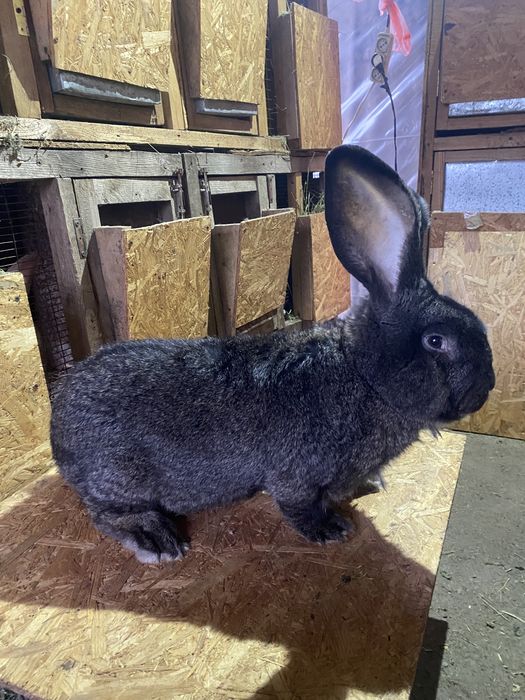 Продам крольчат кролики