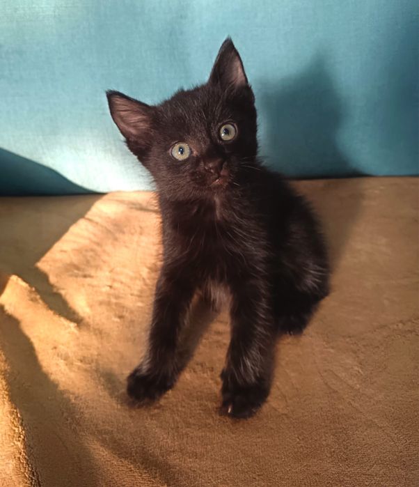 Срочно отдам котят