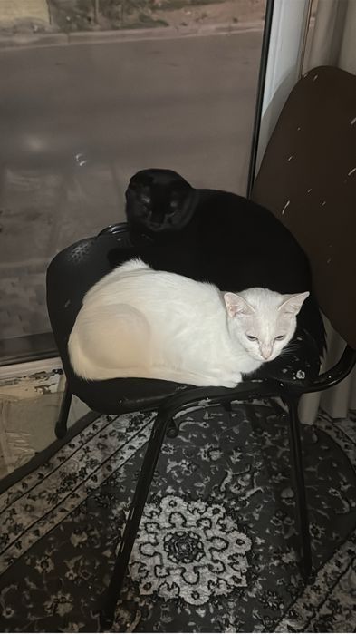 Котенок мальчик продаю