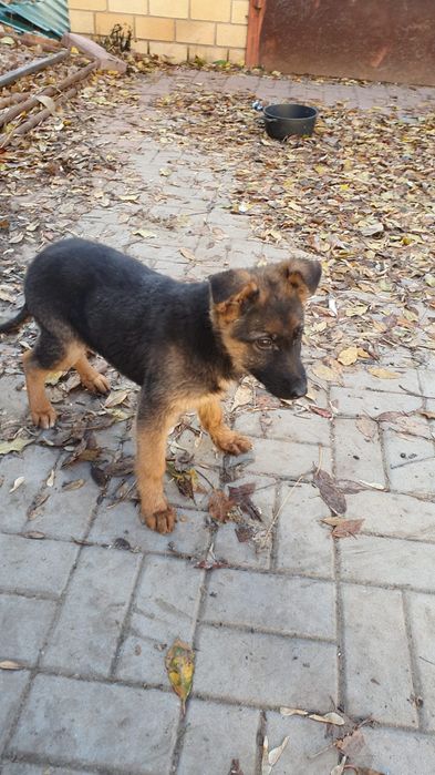 Продам собак немецких овчарок