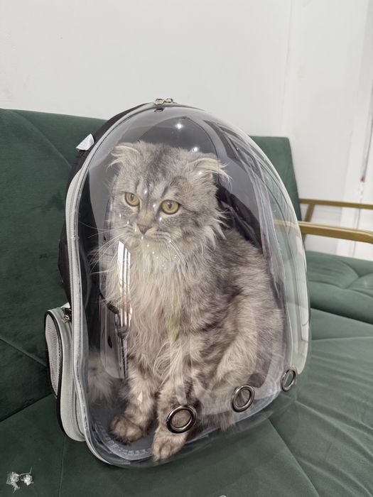 Шотландский кот.