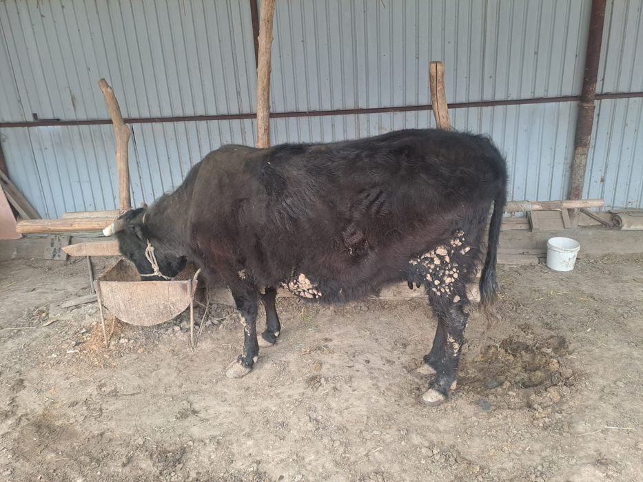 Сиыр саталады семіз