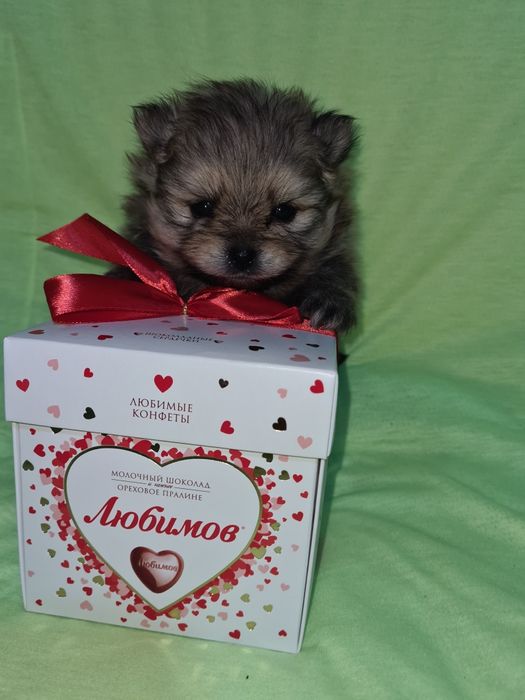 Продам щенка шпица.