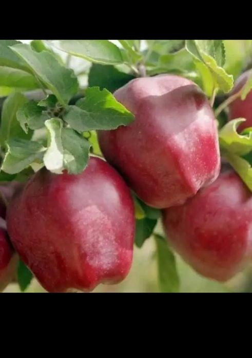 Vând pomi fructiferi