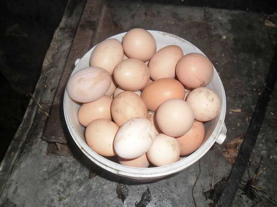 Ouă proaspete de la gaini crescute bio!