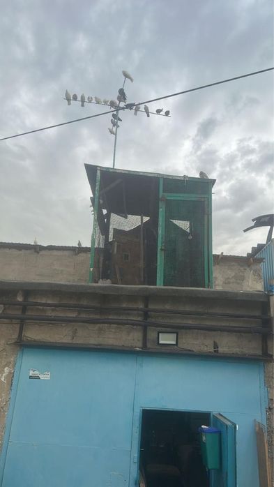 Продам голубятню