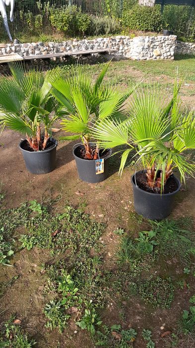 Vând palmieri Washingtonia