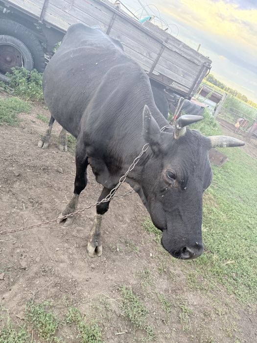 Продам корову дойную