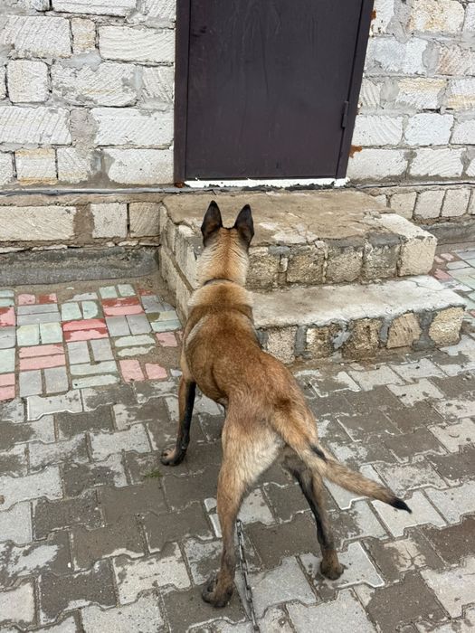 Бельгийский овчарка МАЛИНУА.