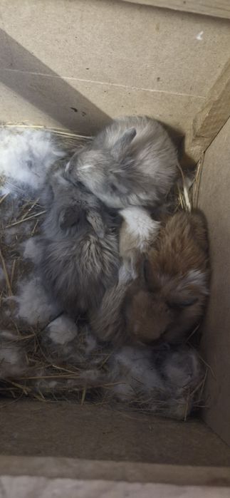 Продам декоративных кроликов