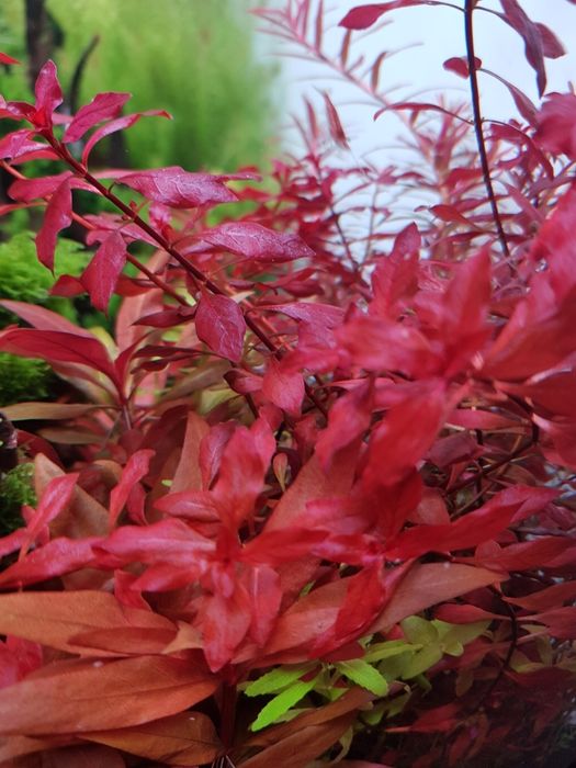 Plante naturale acvariu apa dulce.