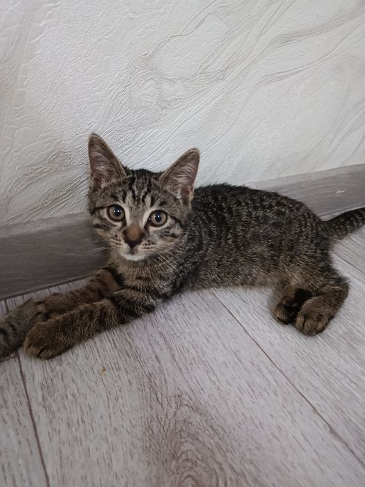 Умные котята в добрые руки