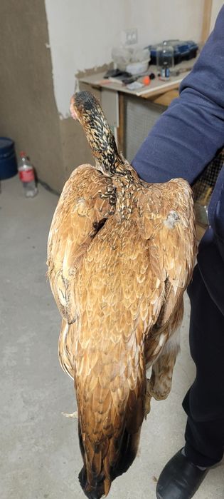 Turk Tovuq Narxi 500.00p