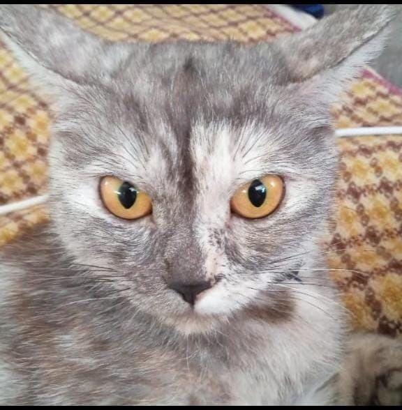 Котята девочка шотландская