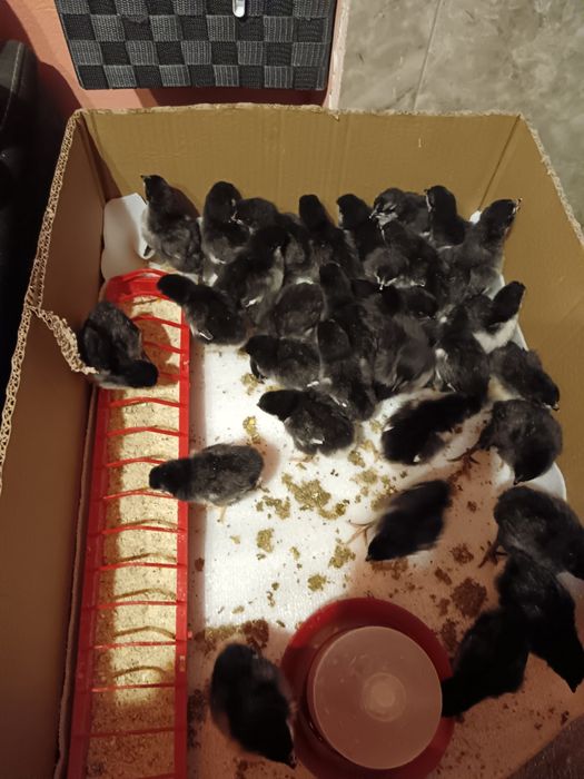 Pui austrolorp 20 lei buc