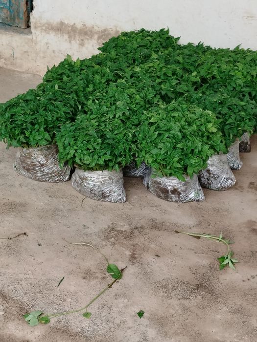 Помидор, Болгария, баклажан кучатлари сотилади