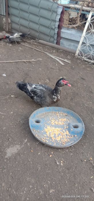 Индоутки селезни.. Индоутки.