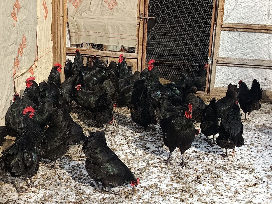 australorp negru