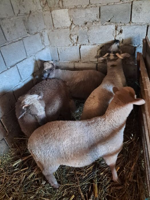 Mieii de vânzare la prețul de 24 lei kg