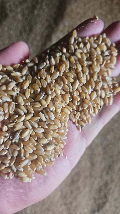 Продам зерно в мешках пшеница