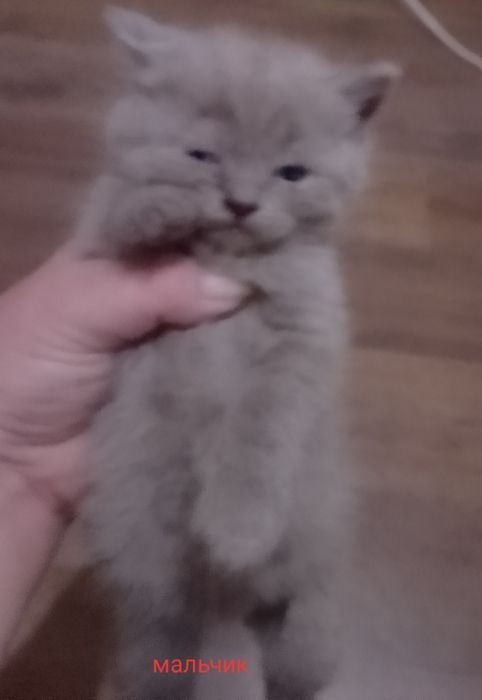 Срочно Продам бритаких котят