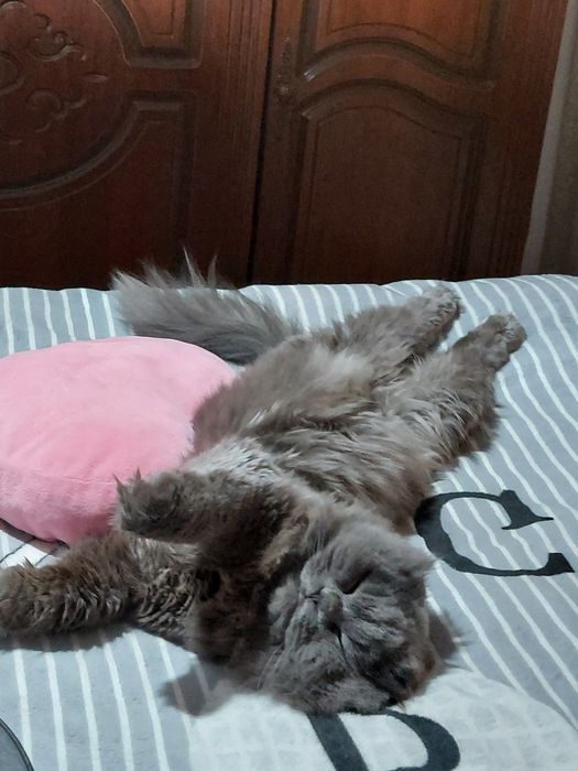 Кот не продаётся.