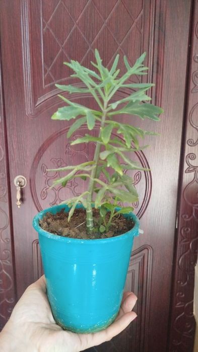 Цветы комнатные домашние