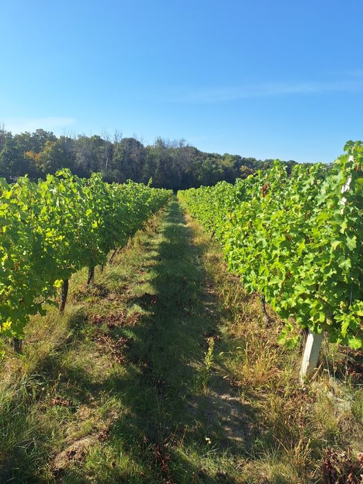 Struguri de vin direct de la producator