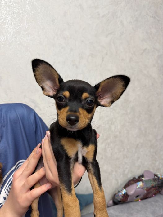 Девочка Той-терьер