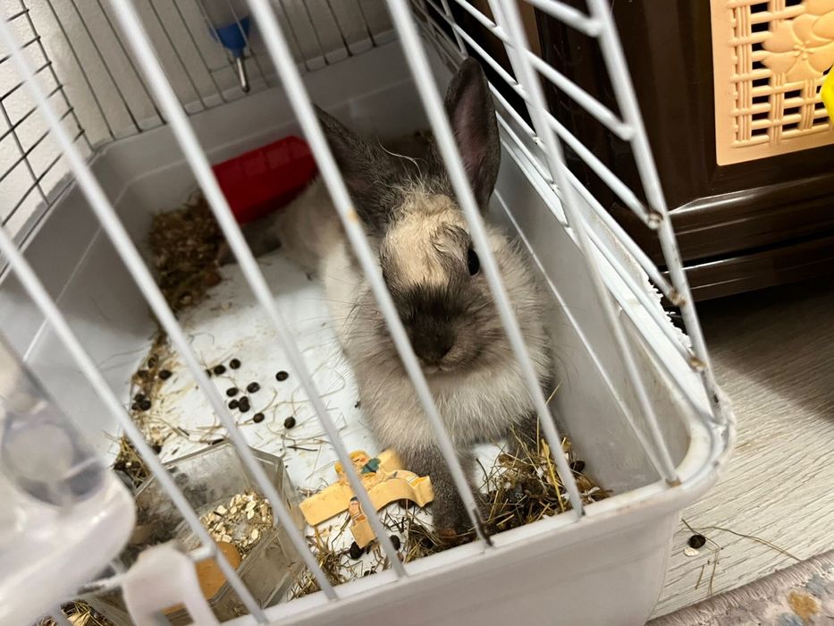 кролик Дэни,шустрый  и пушистый