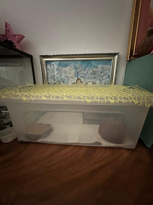 Эублефары каждая по 35000 тг