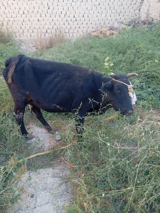 Сигир срочно сотилади