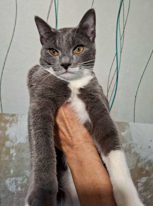 Отдам в хорошие руки милых котят!