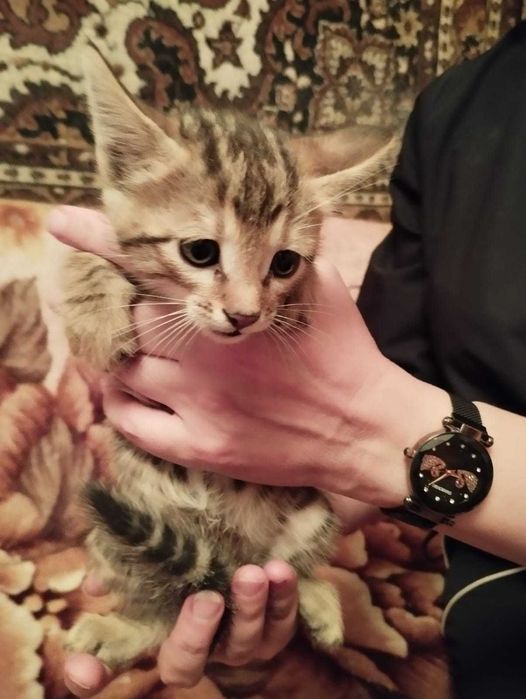 Котята 2 месяца -  2 мальчика и 1 девочка
