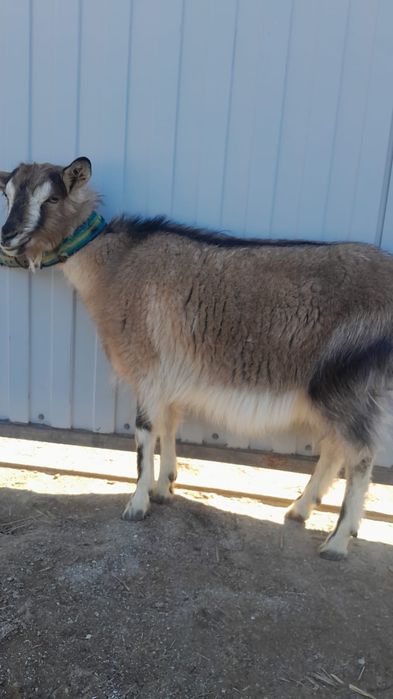 Продаётся коза девочка