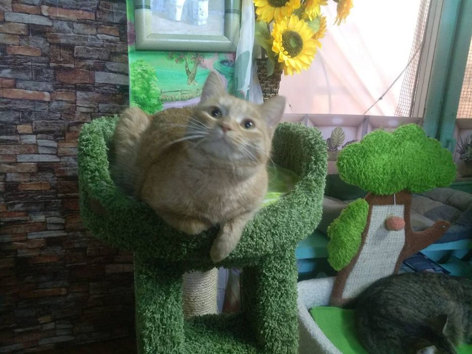 Рыжая чистая кошечка